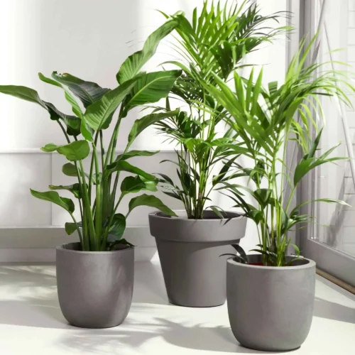 trois plantes et trois cache-pots pour la gestion multi TVA et article de composition